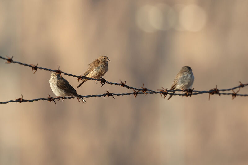 Serin du Yémen