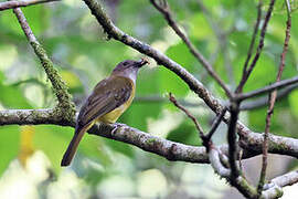 Yellow-bellied Whistler