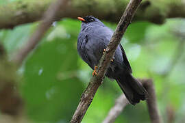 Black-faced Solitaire