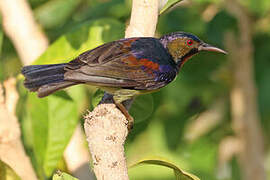 Brown-throated Sunbird