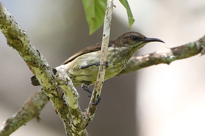 Buff-throated Sunbird female