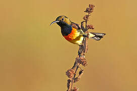 Palawan Sunbird