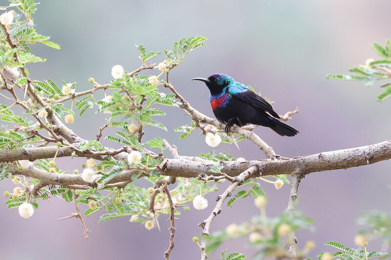 Abyssinian Sunbird male adult