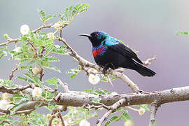 Abyssinian Sunbird