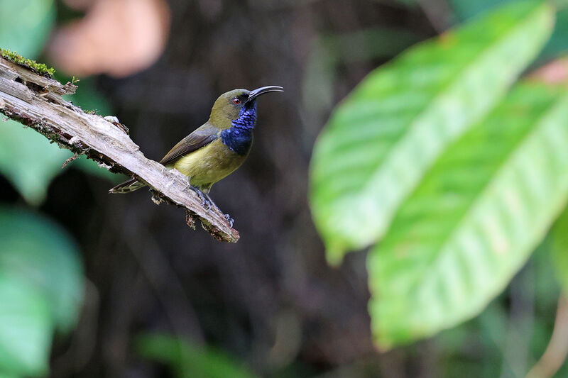 Principe Sunbird male adult