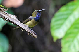 Principe Sunbird