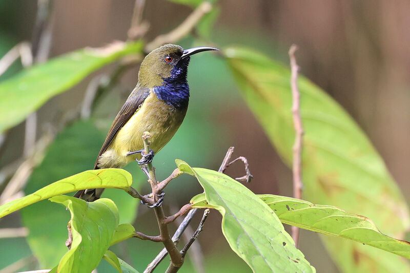 Principe Sunbird male adult