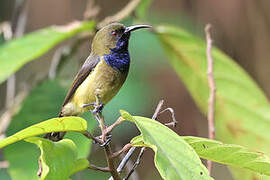 Principe Sunbird