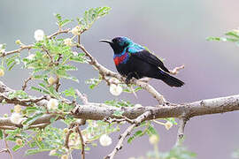 Arabian Sunbird