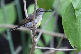 Copper-throated Sunbird