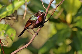 Copper-throated Sunbird