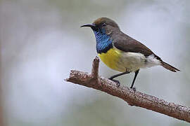 Newton's Sunbird