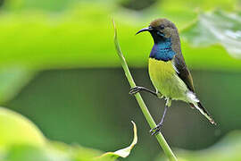 Newton's Sunbird