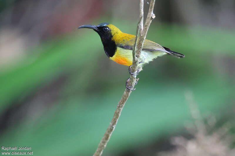 Souimanga flamboyant mâle adulte, identification