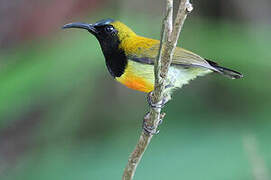 Flaming Sunbird