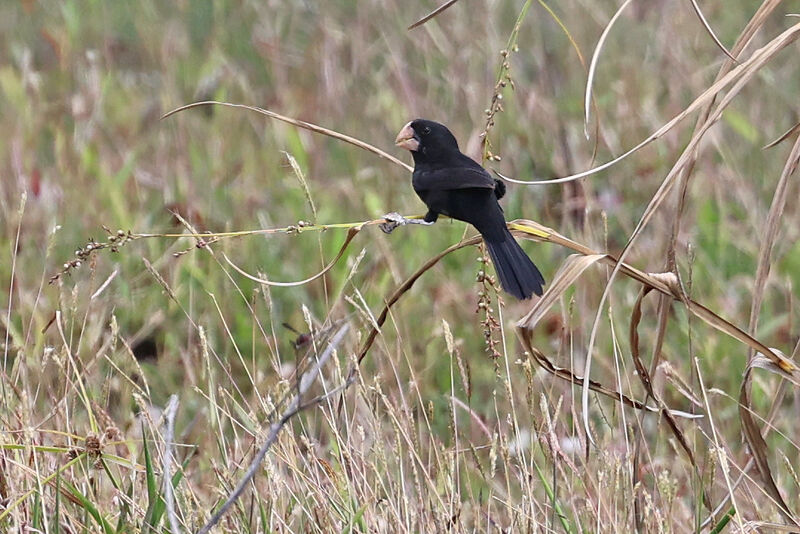 Nicaraguan Seed Finch male adult