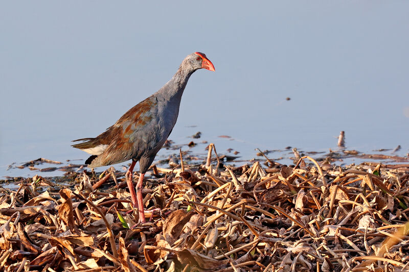 Philippine Swamphenadult