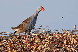 Philippine Swamphen