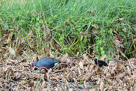 Philippine Swamphen