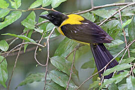 White-throated Shrike-Tanager