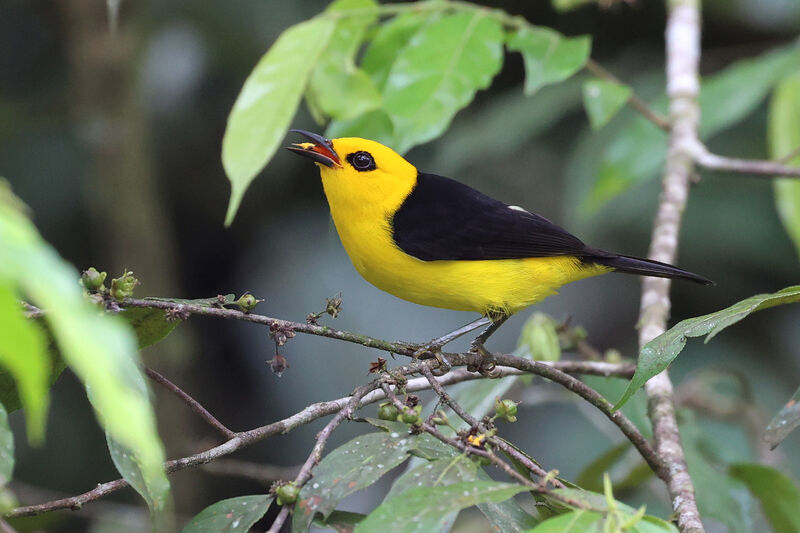 Black-and-yellow Tanager male adult