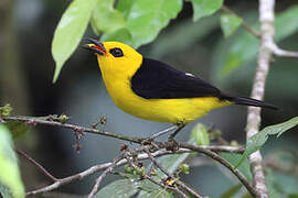 Black-and-yellow Tanager