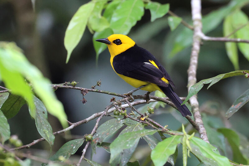 Black-and-yellow Tanager male adult