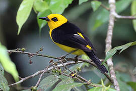 Black-and-yellow Tanager