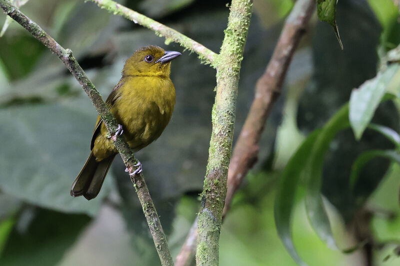 Carmiol's Tanager