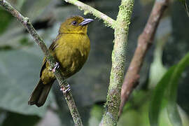 Carmiol's Tanager