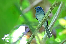 Short-crested Monarch