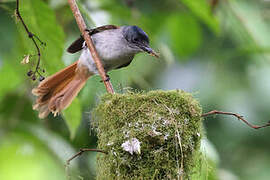 Sao Tome Paradise Flycatcher