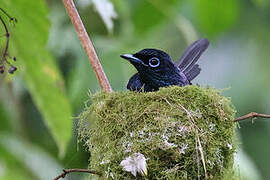 Sao Tome Paradise Flycatcher