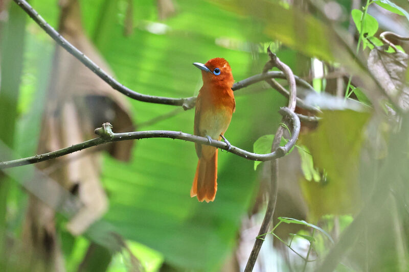 Rufous Paradise Flycatcher male adult