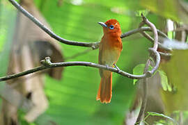 Rufous Paradise Flycatcher