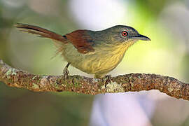 Pin-striped Tit-Babbler