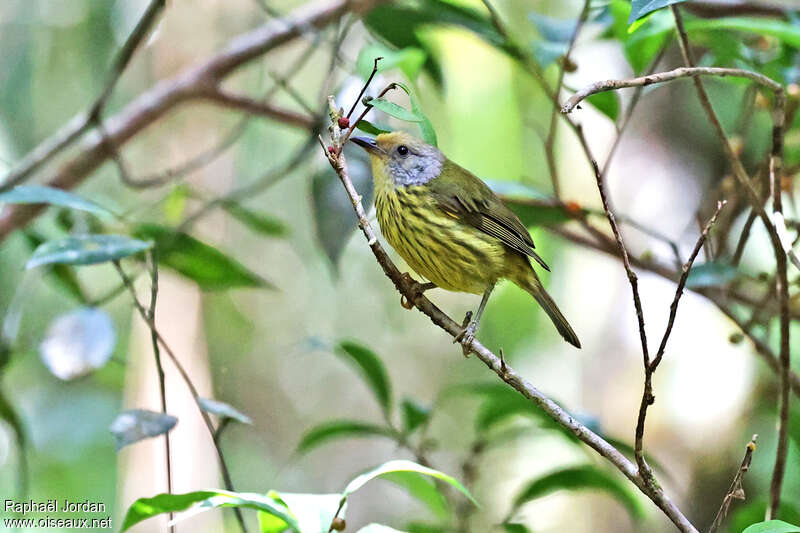 Timalie de Palawan, identification