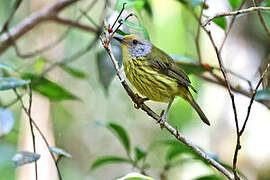 Palawan Striped Babbler