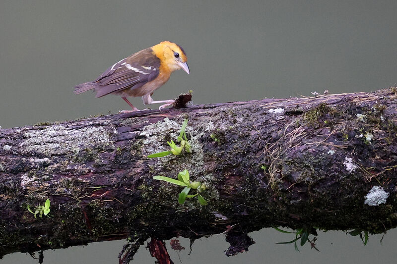 Sao Tome Weaver male adult