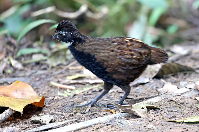 Black-breasted Wood Quailadult