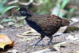 Black-breasted Wood Quail