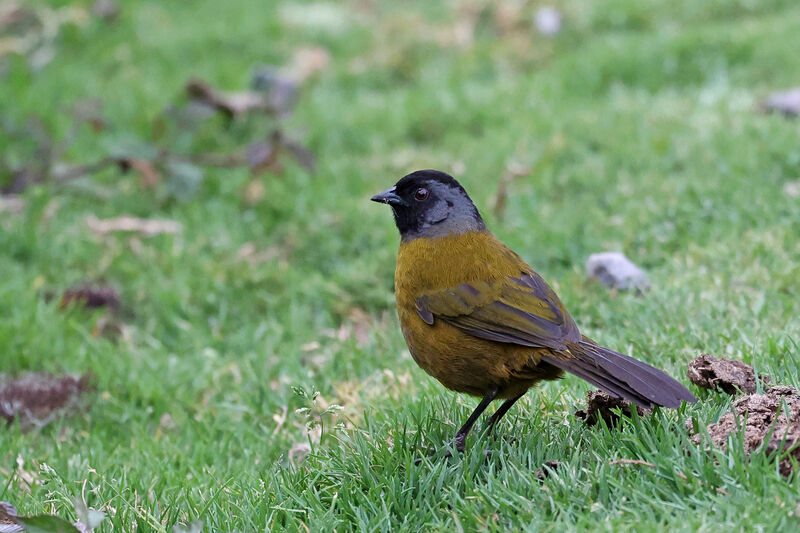 Large-footed Finchadult