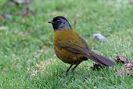 Large-footed Finch