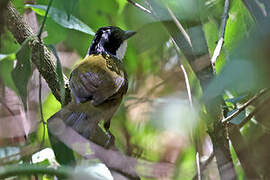 Costa Rican Brushfinch