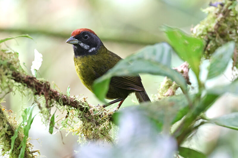 Sooty-faced Finchadult