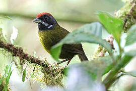 Sooty-faced Finch