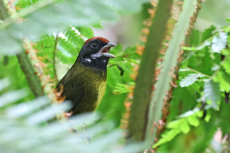 Sooty-faced Finchadult, song