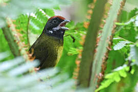 Sooty-faced Finch