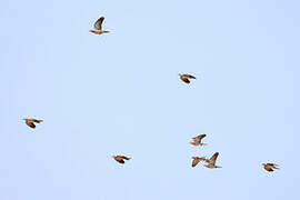 African Collared Dove