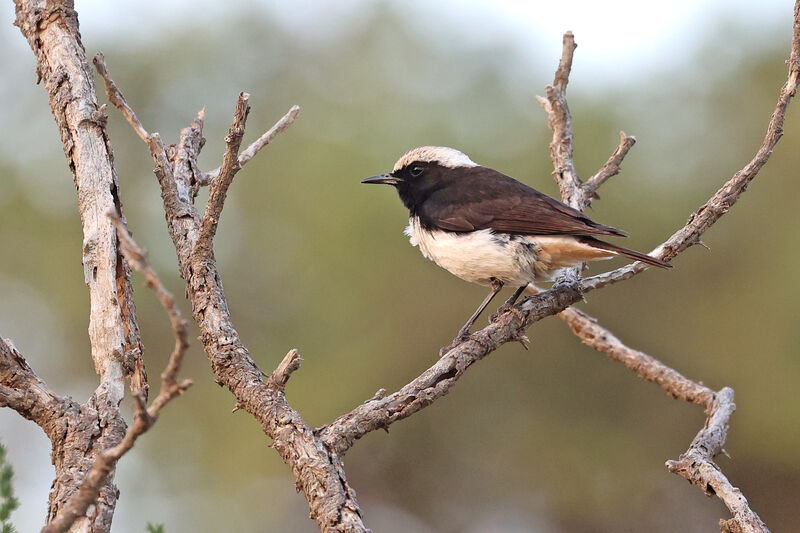 Arabian Wheatear male adult